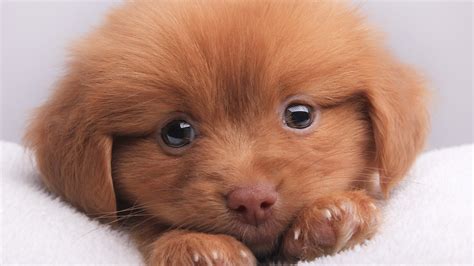 Different Types Of Dogs Wallpaper at Wade Diaz blog