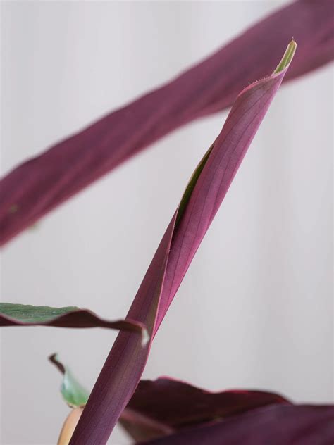 Care Guide for the Calathea ‘Prayer Plant’ — The Green Mad House