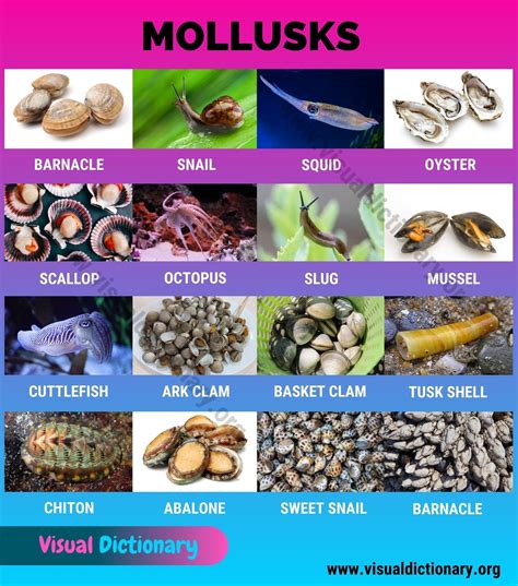 Mollusks: Interesting List of 16 Commonly Found Marine Mollusca Animals ...