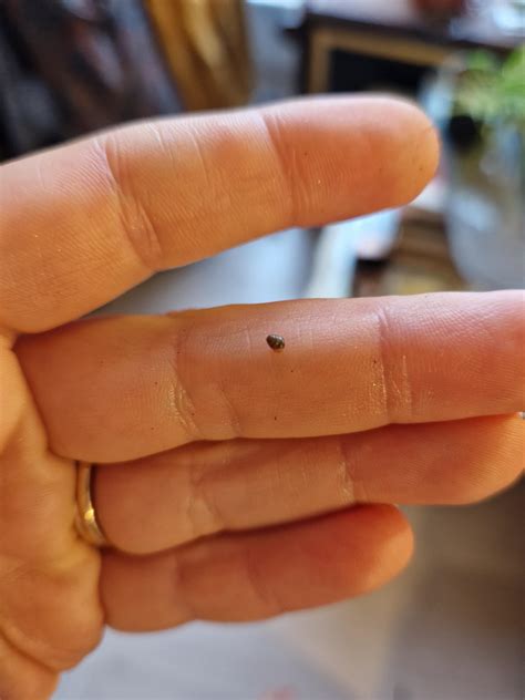 Noticed some squiggly lines in the condensation of one of my terrariums