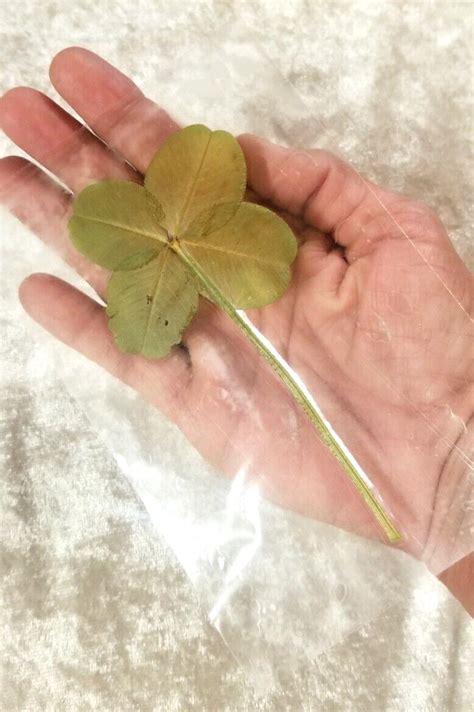 REAL 4 Leaf Clover ~ HUGE XXL EXTRA LARGE ~ Genuine Four Leaf Clover ...