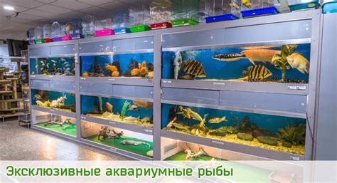 Зоомагазин "Флора Фауна» - товары для животных в Подольске