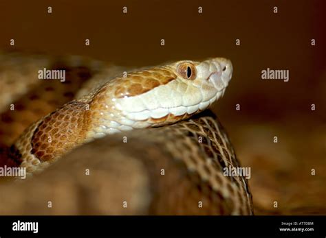 copperhead snake  res stock photography  images alamy