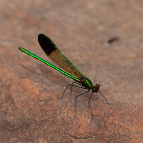 I believe this is the Calopteryx Maculata, aka the Ebony Jewelwing, I