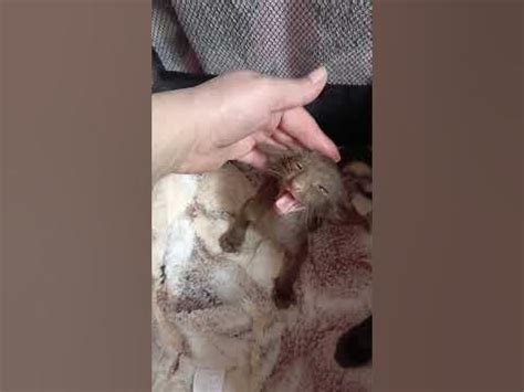 так #самозабвенно может орать только #ориентал #экстрим # ...