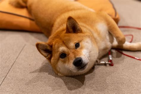 Premium Photo | Shibainu dog sleeping shiba inu relaxing in the living ...