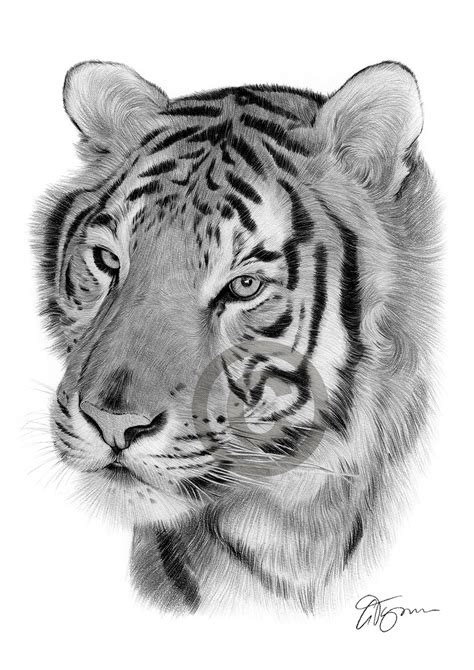 Tiger Pencil Art Drawing