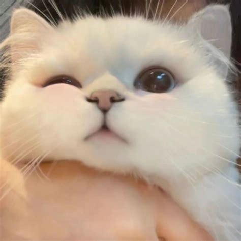 Cute Cats Aesthetic: Pictures and Wallpapers to Make You Smile pfp ...