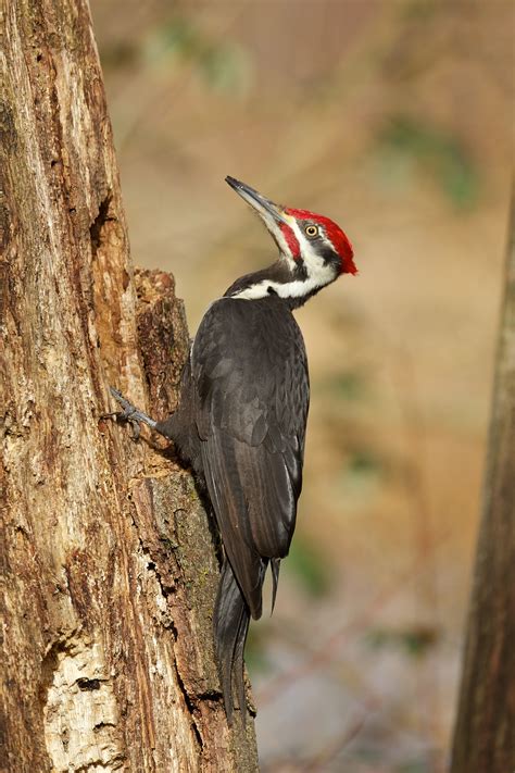 Pileated Woodpecker | BirdNote