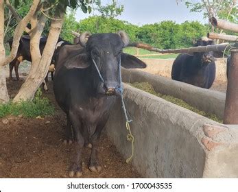 Nili Ravi Buffalo Closeup Selective Focus Stock Photo 1700043535 | Shutterstock