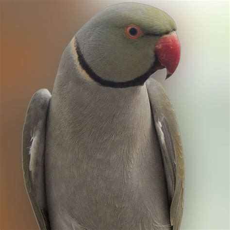 RING NECK | Rings, Neck, Bird