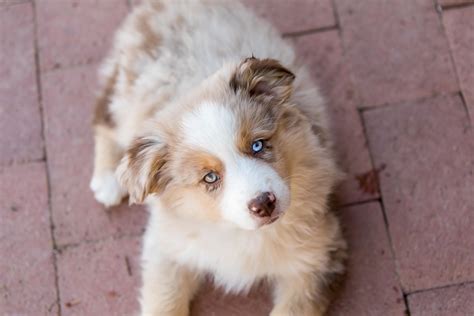 mini aussie images  pholder aww miniaussie  mini aussies