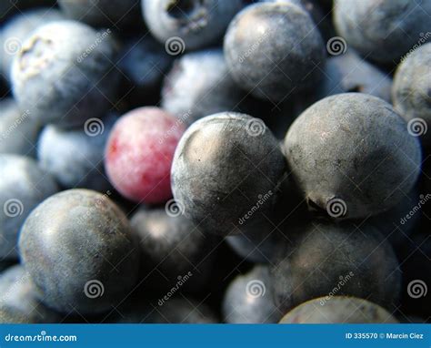 Blauwe Bessen stock foto. Image of zwart, koken, vrucht - 335570