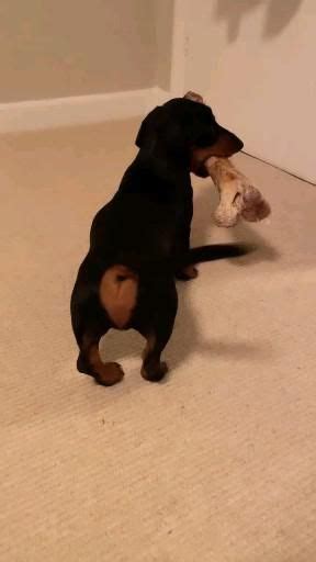 Meet the world s fattest wiener dog – Artofit