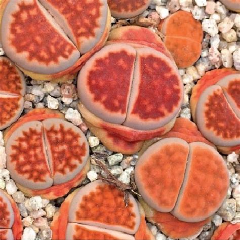 Lithops KARASMONTANA LATERITIA — Литопс Карасмонтана Латерита, 3 семени ...
