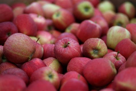 Best Apple Picking Near Los Angeles - CBS Los Angeles