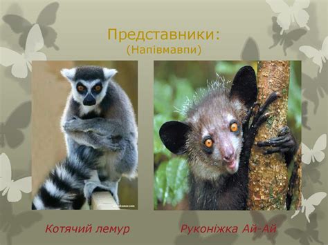 Ряд примати - презентация онлайн