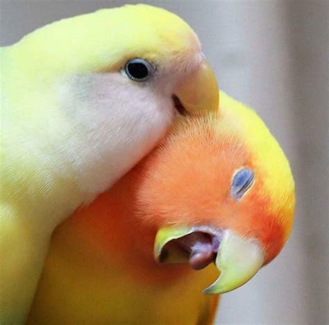 16 весёлых фотографий с попугаями, доказывающие, что пернатые тоже ...