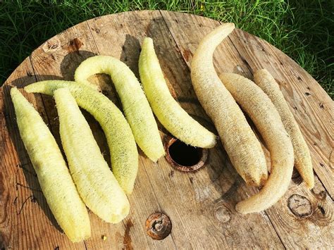 natural luffa loofah sponge luffa loofah sponge edible plants
