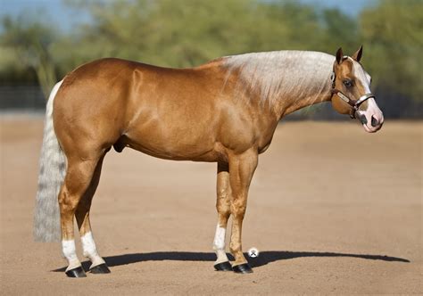 Quarter Horse Stallion Etalon Discovers New White Marking Variant W35