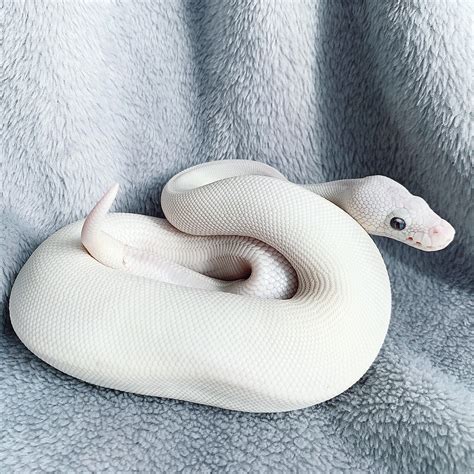 My beautiful blue eyed girl : r/snakes