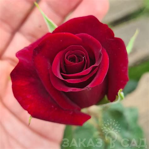 Купить саженцы чг розы Черная Магия (Блэк Мэджик)