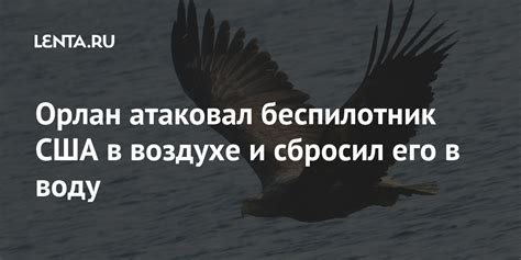 Орлан атаковал беспилотник США в воздухе и сбросил его в воду: Звери ...