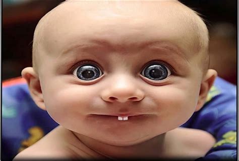 funny pictures wallpaperscom