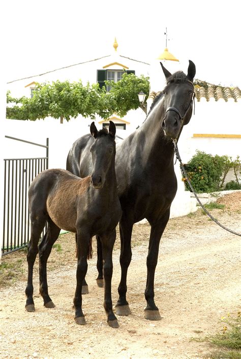 Raza equino caballar MENORQUINA