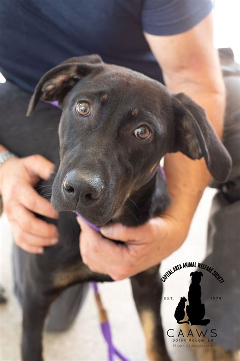 Baton Rouge Dog Adoption