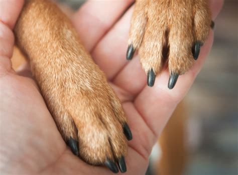 Petco Nail Trimming Services: Dog Nail Trims | Petco