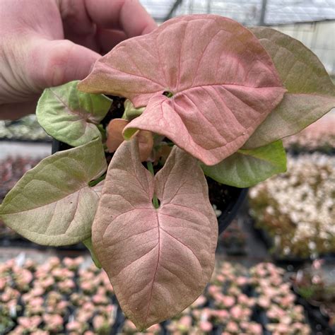 Syngonium Variegata Care Guide (12 Types With Pictures), 40% OFF