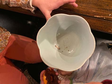 New language apps will soon teach every variation of puppy in spanish