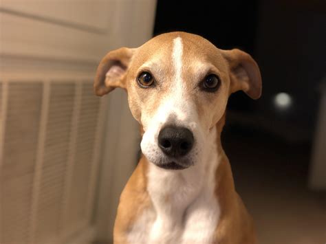 Whippet Beagle Mix