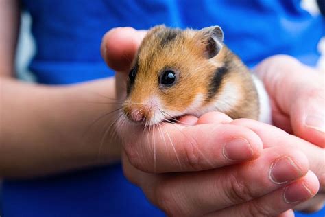 Pet | Definition, Types, History, & Facts | Britannica