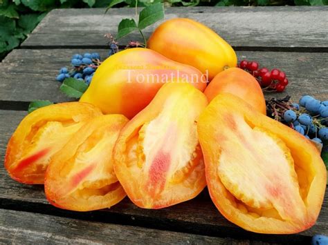 Томат Радуга вкуса: описание сорта, ОТЗЫВЫ, фото | tomatland.ru