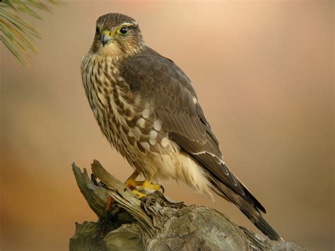 Merlin - BirdForum Opus | BirdForum