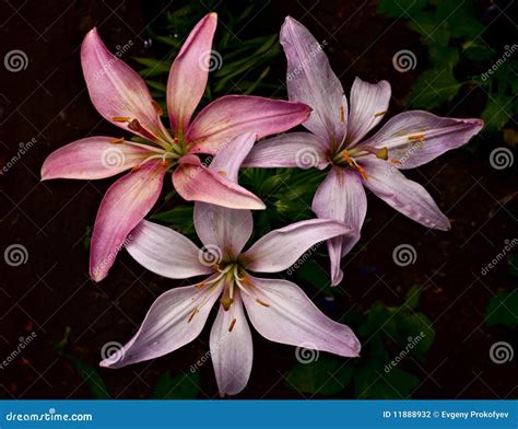 Three lilies stock photo. Image of flowers, lily, plants - 11888932