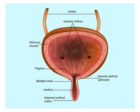 Bladder Anatomy