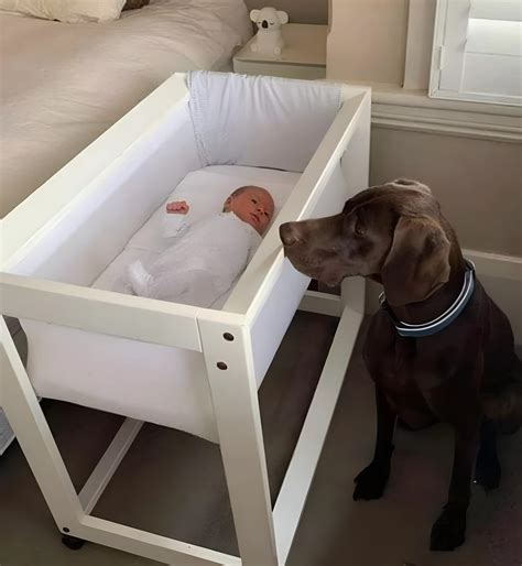 They Rushed In Thinking Their Pitbull Was Attacking the Baby — What He