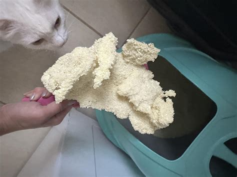Areia De Gato Que Nao Fede