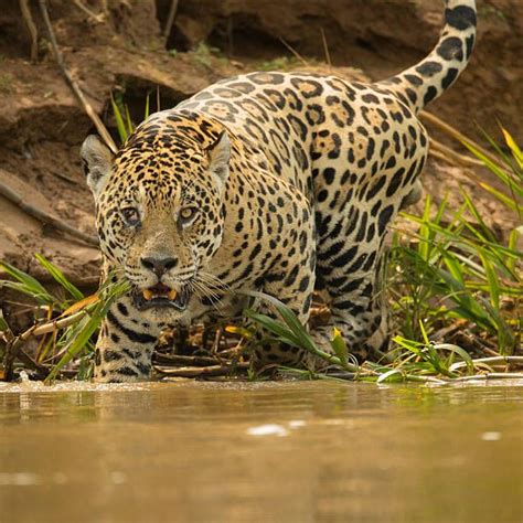 Onça-pintada - Tudo sobre o felino mais poderoso das Américas