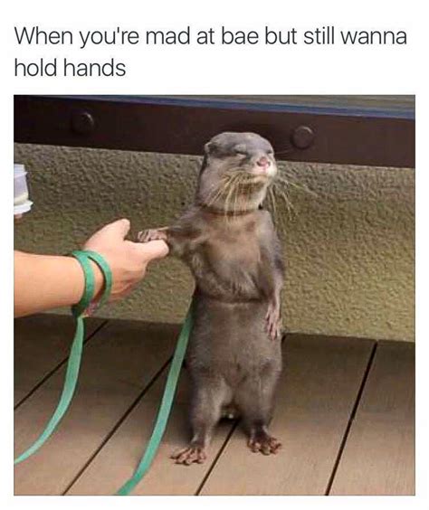 Otter holding hands meme - In Otter News