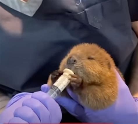 Baby beaver grabs rescuers’ attention with “uncanny” knack for object ...