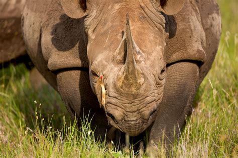 How Long Are Rhinos Tongues at Gustavo Gomez blog