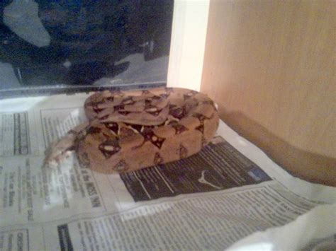 cb common boa reptile forums
