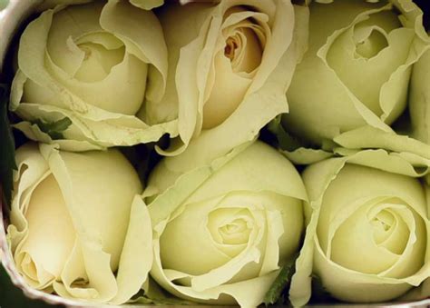 Tineke Roses, Pure White Tinike Rose, Supplier, Exporter, Mumbai, India