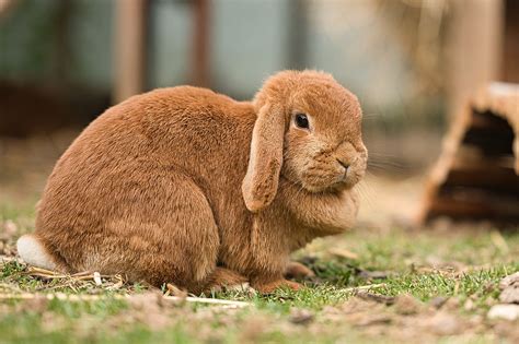 Education du lapin : comment bien s’y prendre ? - Magazine et revues ...