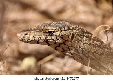 7 Uluru Monitor Lizard Images, Stock Photos, 3D objects, & Vectors ...