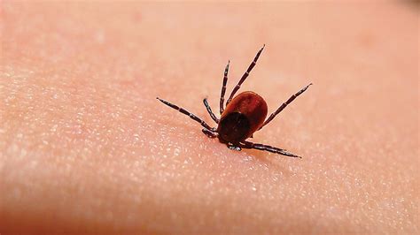 This Summer Could be The Worst Tick Season in Years – What You Can Do ...